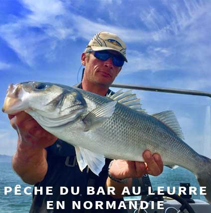 Guide de pêche Normandie bar au leurre